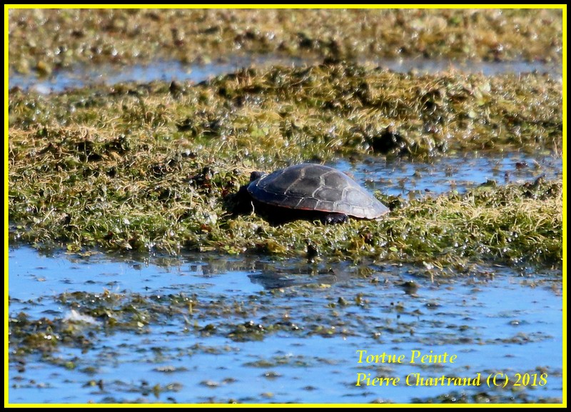 Petite marche a La Frayère  Tortue10