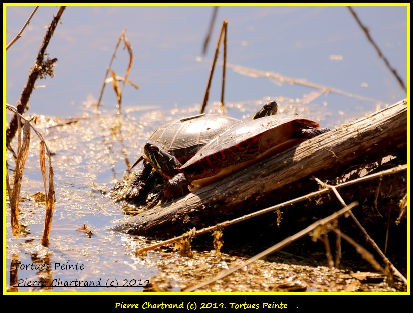 Lundi , 6 Mai ,Parc Nature . Tortue11