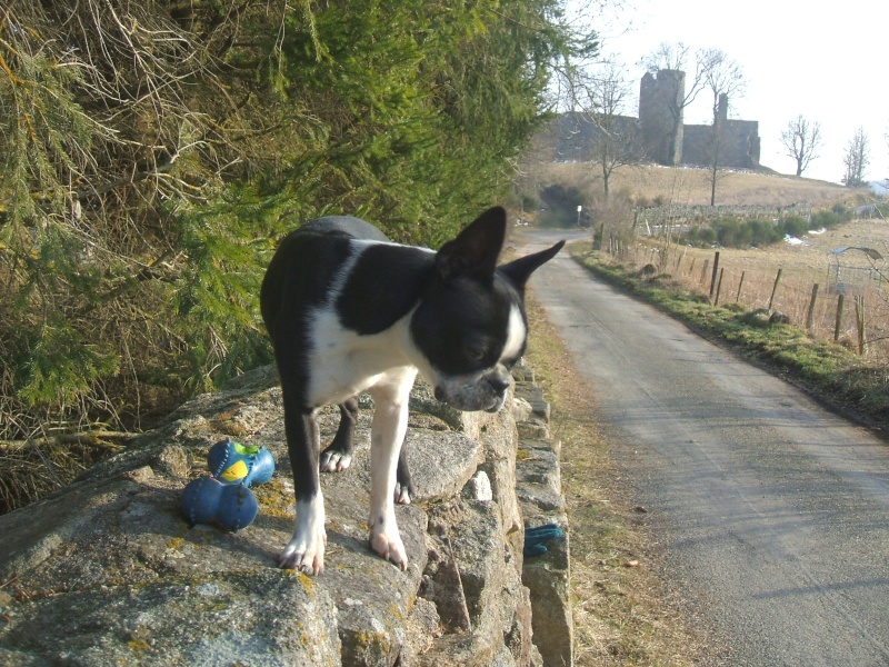 Fée Mélusine d'Alampur Terrier de Boston - Page 8 Route_10