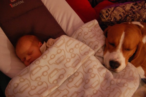 le beagle et les enfants... 16242_16