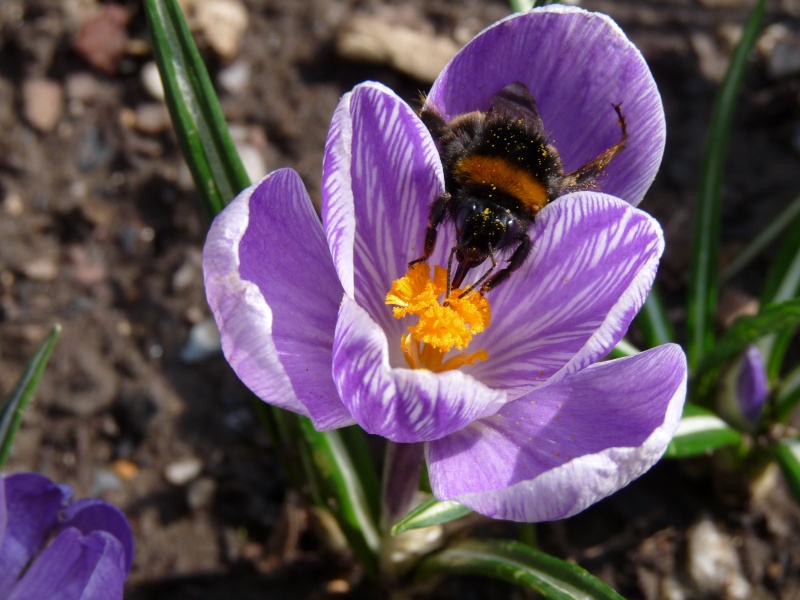 Bourdon et Crocus 5fxebl10