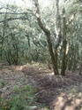 le camp de Cesar Orsan trail 44kms 2200md+ Dscf0125