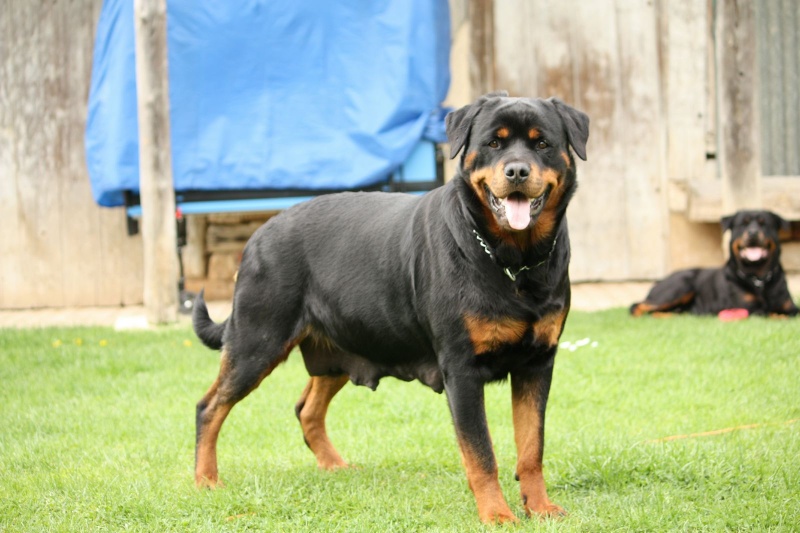 Rottweiler : Bonny X Burning Des Princes d'Aragone 02210