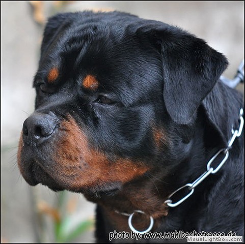 Chiot Rottweiler LOF Des Sentinelles des Libertés Elvis_11