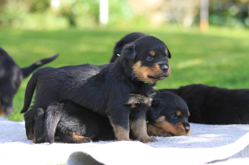 Portée de Rottweiler : Bonny  & Burning des Princes d'Aragones - Page 4 Img_1612