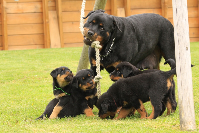 Portée de Rottweiler : Bonny  & Burning des Princes d'Aragones - Page 6 Img_2714