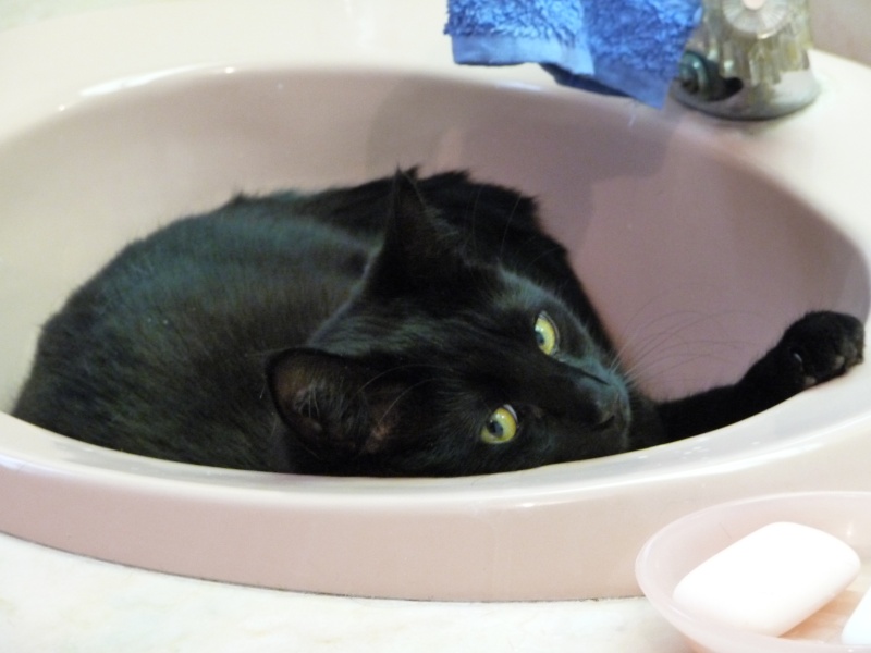 moi j'ai un chat lavabo P1000111