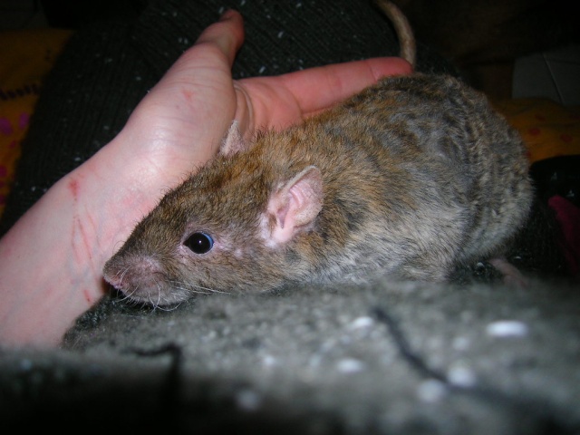 Sauvetage: 15 rats detenu dans des conditions horrible Dscn9810
