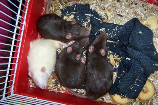 Sauvetage de 150 rats chez moi (fev 2010) Twist138