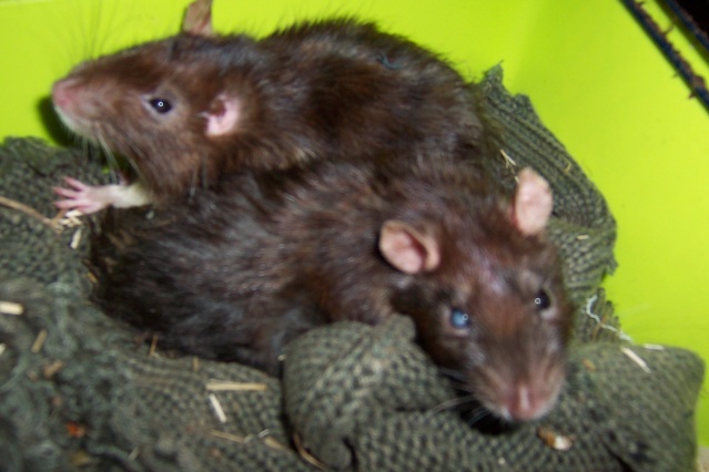 Sauvetage de 150 rats chez moi (fev 2010) Twist139