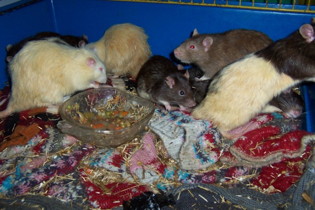 Sauvetage de 150 rats chez moi (fev 2010) Twist141