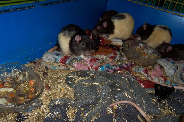 Sauvetage de 150 rats chez moi (fev 2010) Twist144