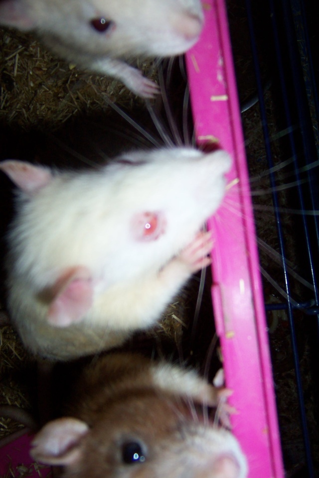 Sauvetage de 150 rats chez moi (fev 2010) Twist147