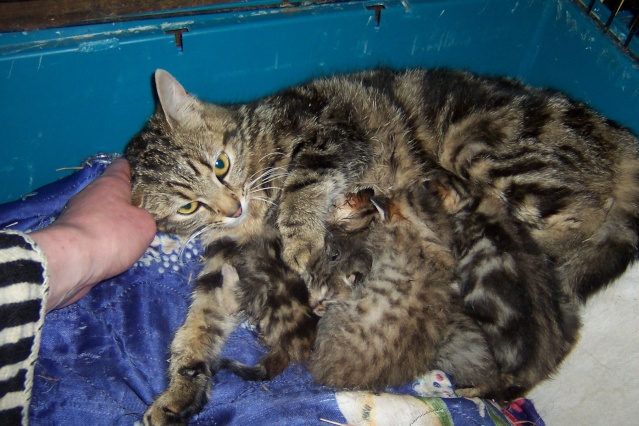 urgent pour famille chats: parents + 7 bébs de 11 jours - Page 2 Twist528