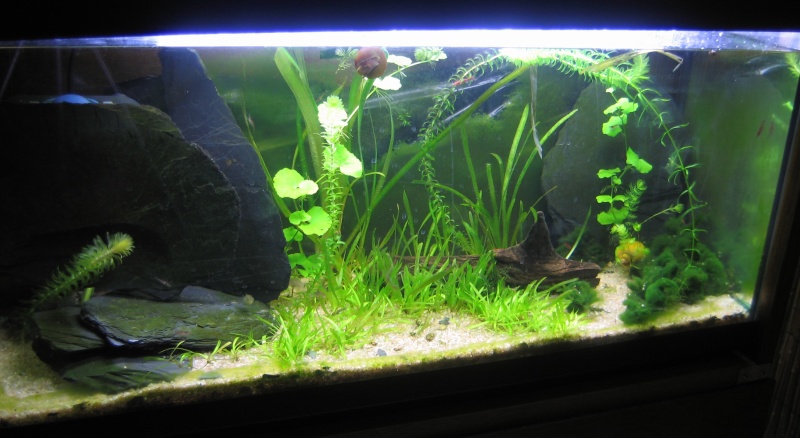 mes aquariums Img_0310