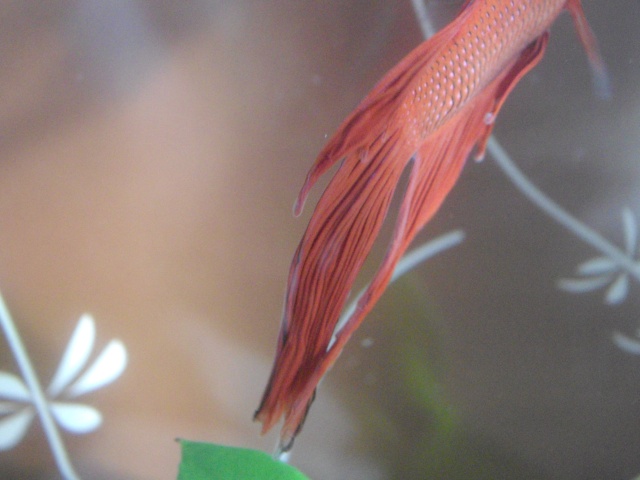 Betta malade ? Imgp0913