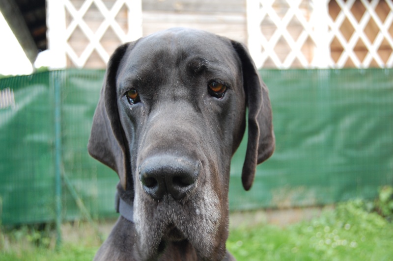 AMBRE, dogue allemand de 4 ans en FA chez Kido Dsc_0046