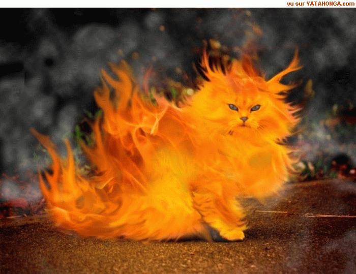 chatte en feu [pas axé ô privé, âmes sensibles s'abstenir] Jai_la10