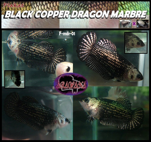 femelle black copper  ,  plakat OHM F_mdr_11