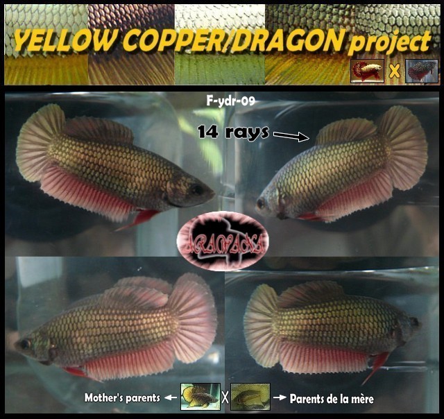 Jeunes Red dragon X red copper geno yellow - Page 2 F_ydr_14