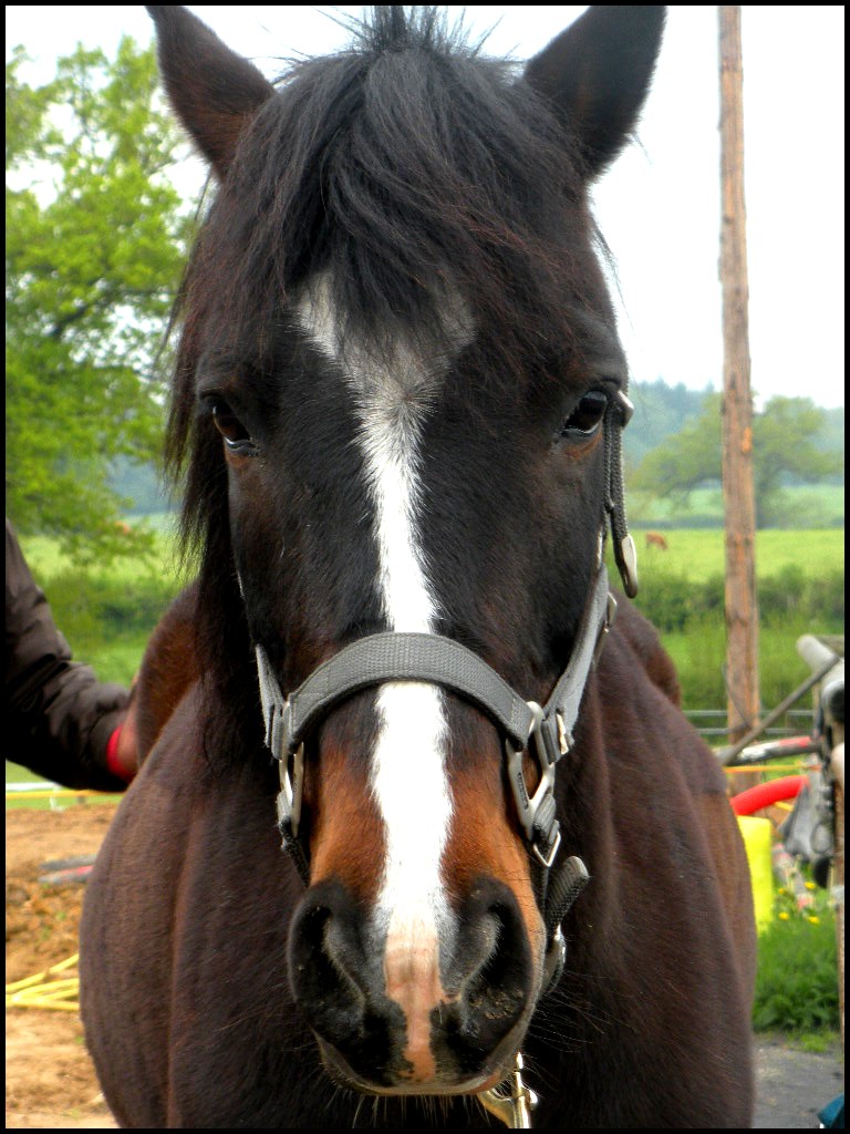 Concours photo : le plus beau portrait de nos chevaux au printemps Dscn7510
