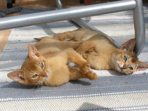 Chatons Abyssins en Allemagne 01-05-10