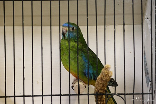 [photos] Bourse aux oiseaux en Gironde (avril 2009) Image_66