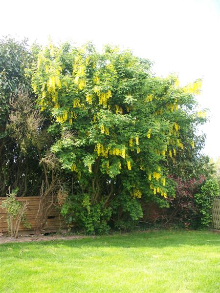 les jardins du mois de Mai commencent à être en fleurs Jj_01710