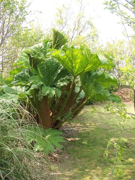 les jardins du mois de Mai commencent à être en fleurs Jj_01810