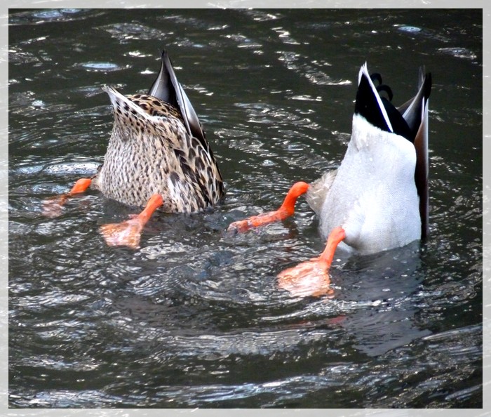 Nage synchronisée Canard10