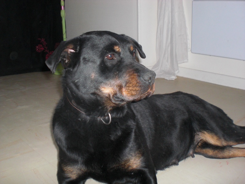 lina type rott de 7 ans (89) Cimg0110