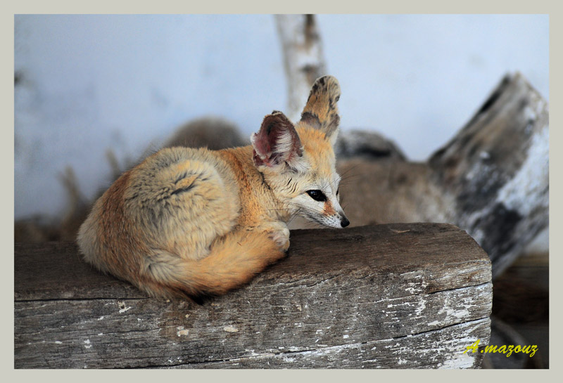 il etait une fois les animaux ! Fennec10