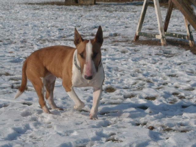 Trudy bull terrier 7 ans Trudy10