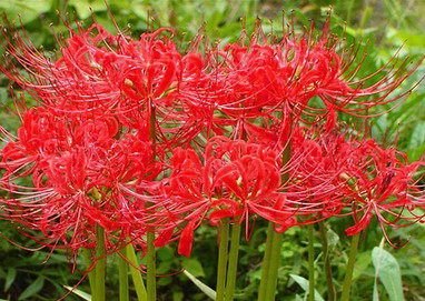 Lycoris radiata - amarilis, japanski Lycori10