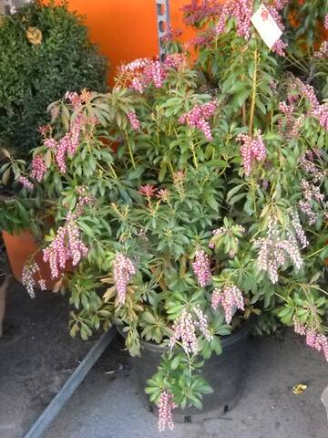 Pieris Japonica Andromeda