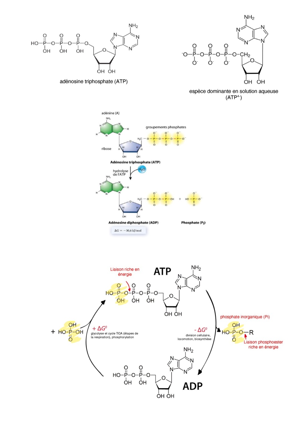 Document : Hydrolyse de l'ATP Docume10