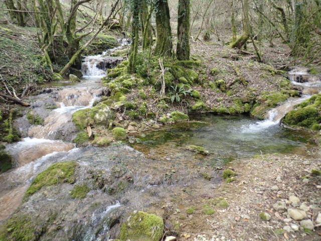 ruisseau - Aux sources d'un petit ruisseau P3250027