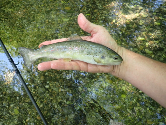 Ce lundi en petite rivière P6190022