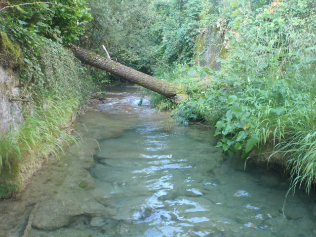 Ruisseau calcaire P7220021