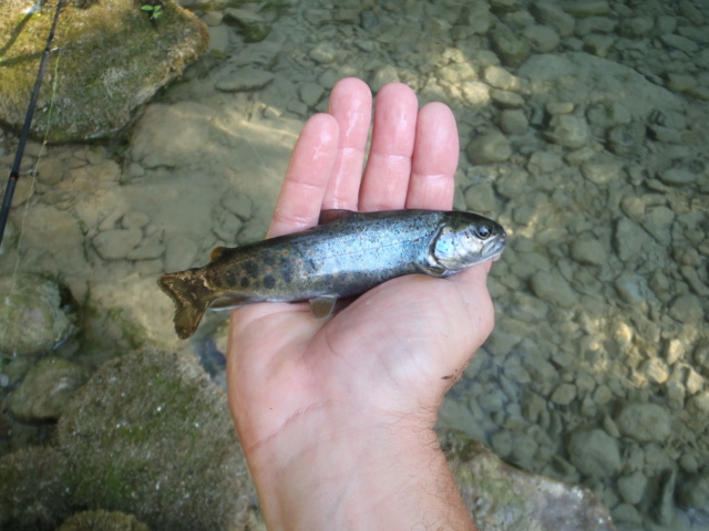 Enfin un peu de pêche P7230156