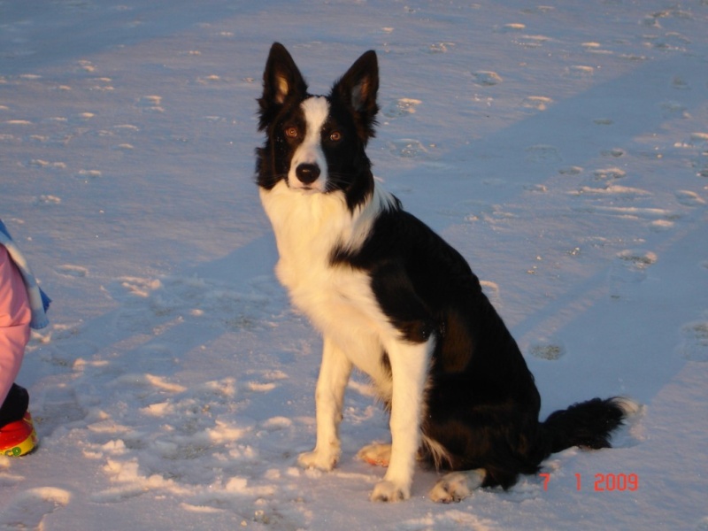 Diego ( anciennement:les bonnes raisons d'avoir un border collie) - Page 8 Dsc05710