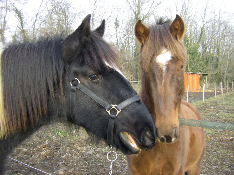 nouvelles d'Hermine et Legend, Bonne année ! Imgp2014