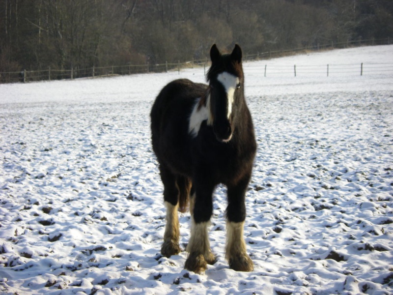 nouvelles d'Hermine et Legend, Bonne année ! Imgp2111