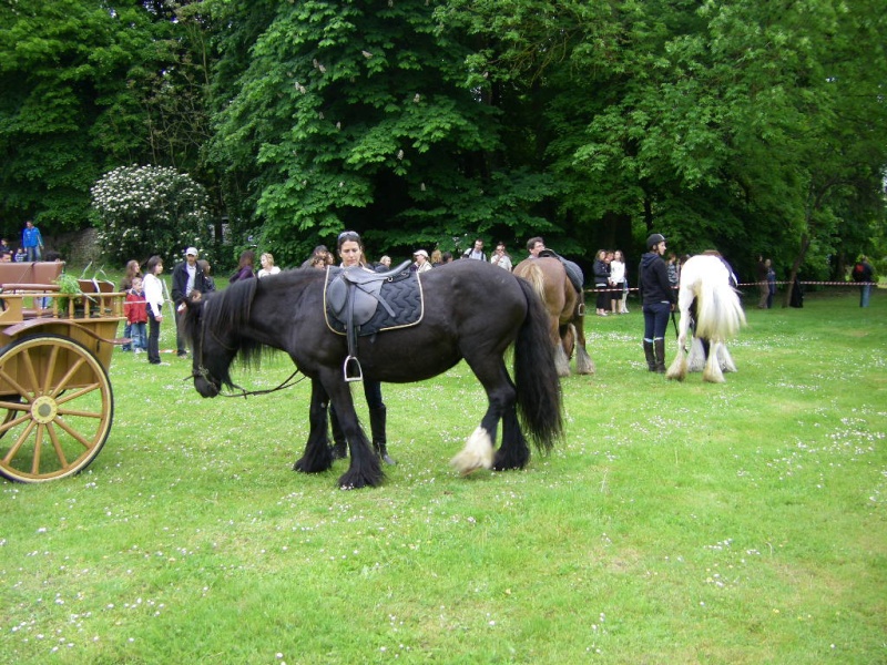 MEETING IRISH COB DE L'ESSONNES (91) - Page 7 Imgp3133