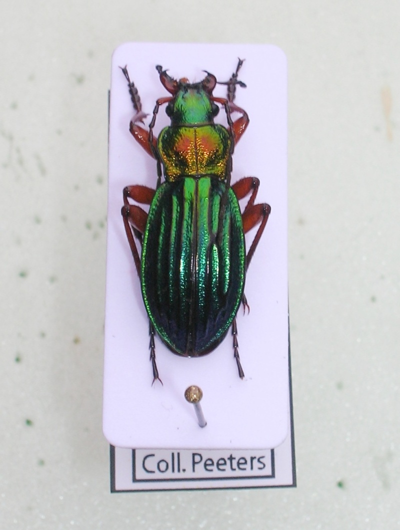 [C.(Chrysocarabus) auronitens]auronitens var. ??? 410