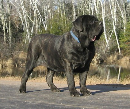 Rebecca Thyssen Rainmakers Mastiffs Debbi110