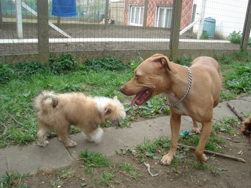 Lady , Hypo Little Champs (le chien de ma collègue) et Luka Dsc00915