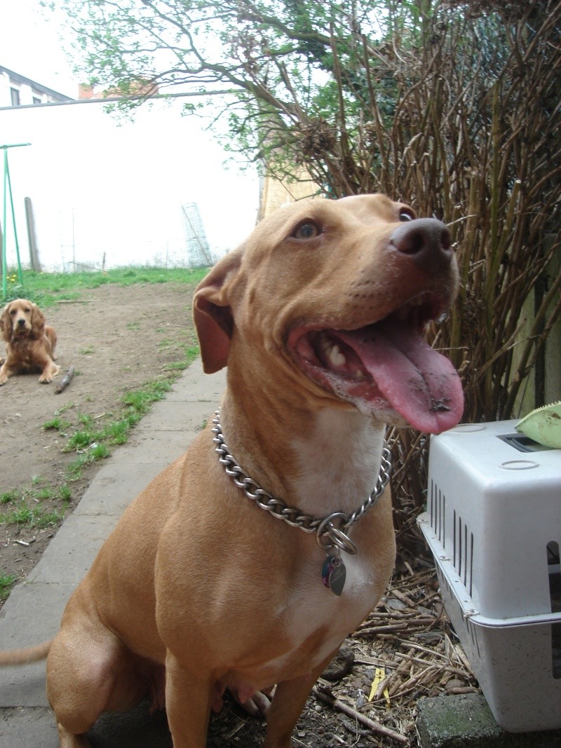 Lady , Hypo Little Champs (le chien de ma collègue) et Luka Dsc00928