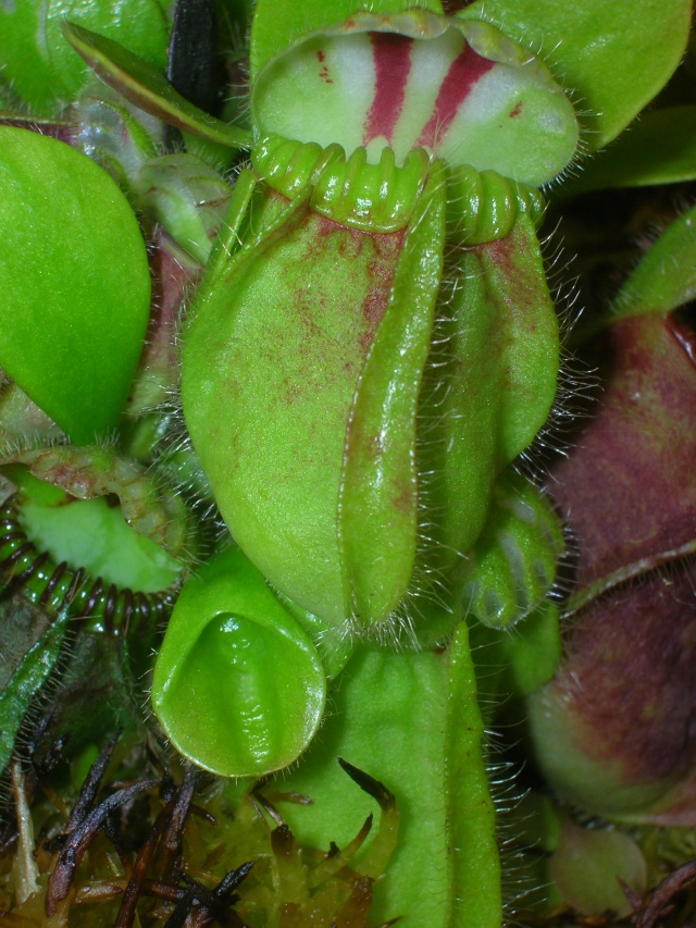 [Cephalotus] Une drôle de feuille Dscn8010