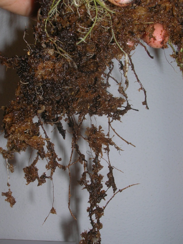 Utricularia alpina Dscn8012